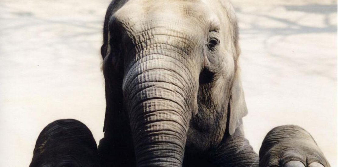 Illustration eines Elefanten, um kundengerecht formulieren durch Assoziationen zu veranschaulichen